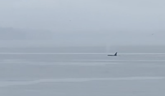 Orca in the water